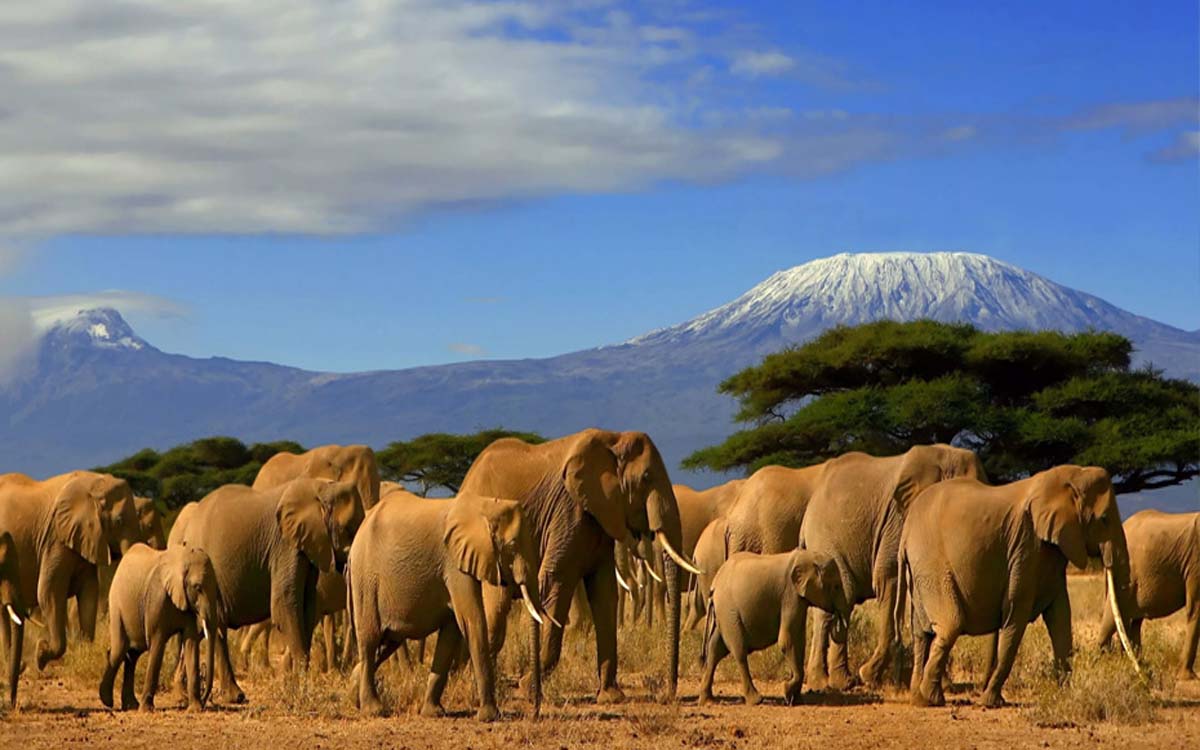 Kenya- Big Five Adventure Package