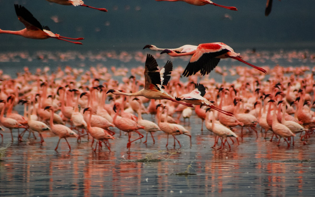 The Great African Odyssey: Kenya & Tanzania Safari Escape